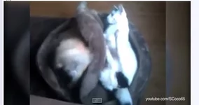 -пёс.webp