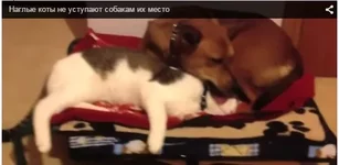 собака.jpg