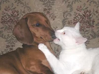  Изображение 096.webp