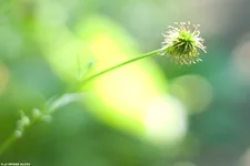 sd.webp