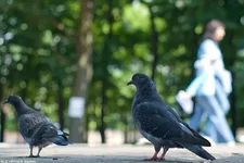 IMGP4912.webp