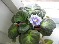 IMG_0938.webp