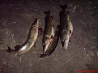 DSC00115 (1).webp