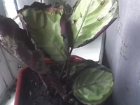 16-06-09_1921.webp
