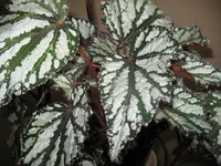 1 004.webp