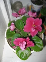 IMG_0942.webp