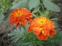 P6120344.webp