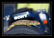 DSC05307.webp