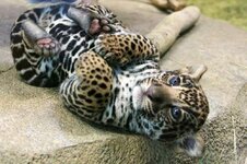 aviary_1427211079834.jpg