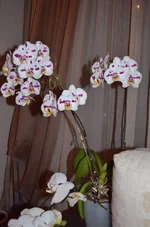 DSC_0956.webp