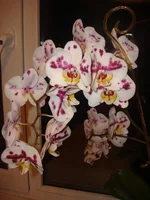 999.webp