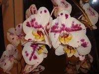 image00.webp