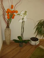 image777.webp