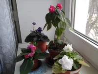 20150328_130036.webp