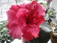 20150227_073559.webp