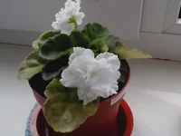 20150328_132649.webp
