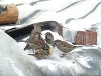 DSC01093.webp
