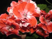 IMG_2636.webp