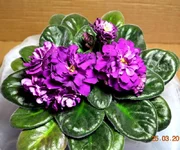14276566745155654.webp