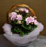142765618594094575.webp