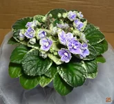 142765766055151245.webp