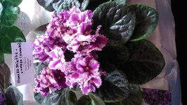 DSC_0168.webp
