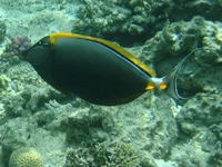  345.webp