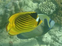  357.webp