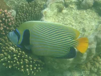  358.webp