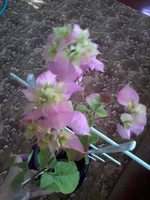20150321_151046.webp