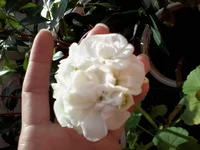 20141109_131643.webp