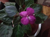 20150208_174717.webp