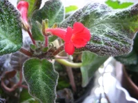 IMG_7003.webp