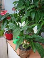DSC08210_.webp