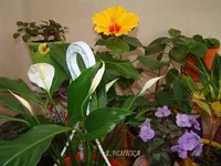 DSC08149_.webp