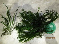  винделова.webp