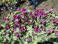 SDC17501.webp