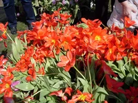 SDC17510.webp
