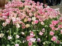 SDC17511.webp