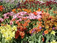 SDC17547.webp