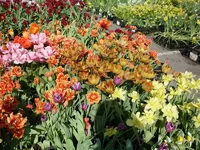SDC17551.webp