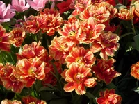 SDC17553.webp