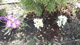 P4120790.webp