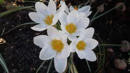 P4120792.webp