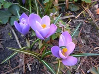 P4118501_2.webp