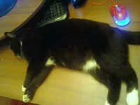1bwiNiWrGDI.webp