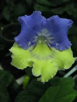 (1).webp