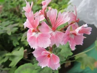 crop_125923894_QEEuBBo.webp