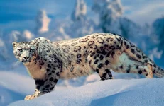 .webp