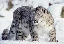 1.webp